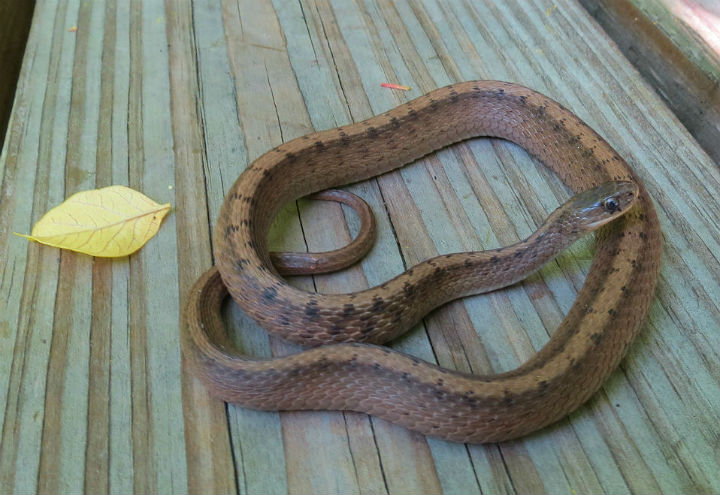 Brown Snake